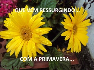 QUE VEM RESSURGINDO...
COM A PRIMAVERA...