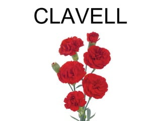 CLAVELL
 