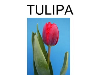 TULIPA
 