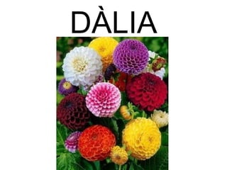 DÀLIA
 