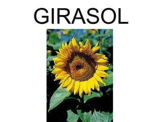 GIRASOL
 