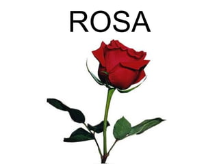 ROSA
 