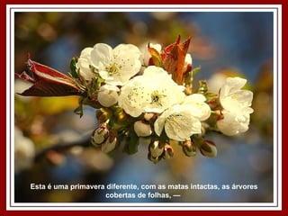 Esta é uma primavera diferente, com as matas intactas, as árvores cobertas de folhas, —  