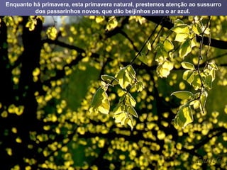 Enquanto há primavera, esta primavera natural, prestemos atenção ao sussurro dos passarinhos novos, que dão beijinhos para o ar azul.   