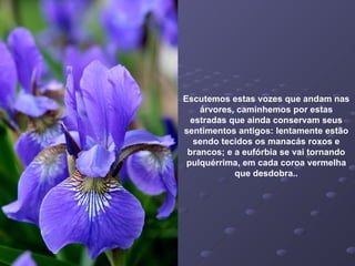 Escutemos estas vozes que andam nas árvores, caminhemos por estas estradas que ainda conservam seus sentimentos antigos: lentamente estão sendo tecidos os manacás roxos e brancos; e a eufórbia se vai tornando pulquérrima, em cada coroa vermelha que desdobra.. 