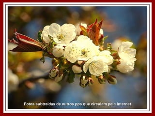 Fotos subtraídas de outros pps que circulam pela Internet 