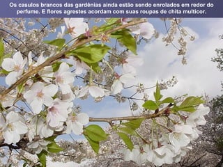 Os casulos brancos das gardênias ainda estão sendo enrolados em redor do perfume. E flores agrestes acordam com suas roupas de chita multicor. 