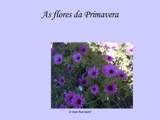 As flores da Primavera O roxo fica bem! 