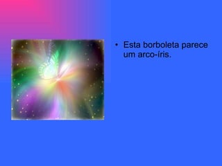 Esta borboleta parece um arco-íris. 