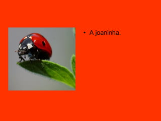 A joaninha. 