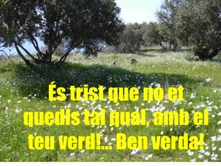 És trist que no et quedis tal qual, amb el teu verd!... Ben verda! 