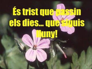 És trist que passin els dies… que siguis lluny! 