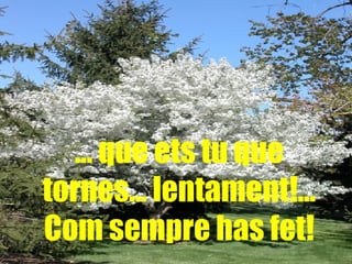 …  que ets tu que tornes… lentament!... Com sempre has fet! 