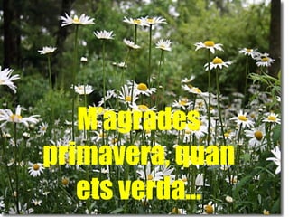 M’agrades primavera, quan ets verda… 