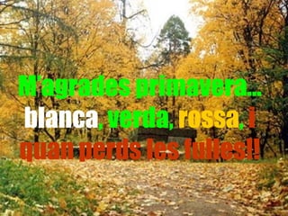 M’agrades primavera… blanca , verda,  rossa ,  i quan perds les fulles!! 
