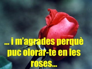 …  i m’agrades perquè puc olorar-te en les roses… 