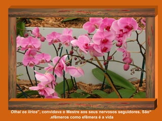 “ Olhai os lírios ”, convidava o Mestre aos seus nervosos seguidores. São efêmeros como efêmera é a vida.   