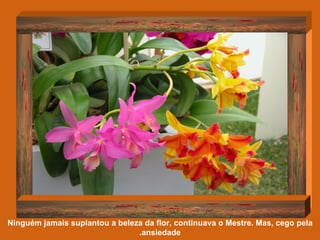 Ninguém jamais suplantou a beleza da flor, continuava o Mestre. Mas, cego pela ansiedade. 