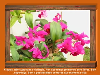 Frágeis, não suportam a violência. Por isso temos primavera sem flores. Sem esperança. Sem a possibilidade de frutos que mantém a vida. 