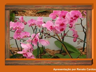 Apresentação por Renato Cardoso   