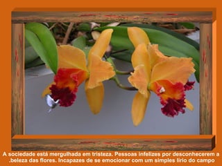 A sociedade está mergulhada em tristeza. Pessoas infelizes por desconhecerem a beleza das flores. Incapazes de se emocionar com um simples lírio do campo.  