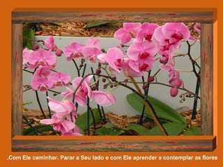 Com Ele caminhar. Parar a Seu lado e com Ele aprender a contemplar as flores.  