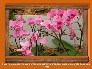 E ver nelas o convite para viver uma primavera florida, onde o amor de Deus seja real.   