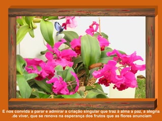 E nos convida a parar e admirar a criação singular que traz à alma a paz, a alegria de viver, que se renova na esperança dos frutos que as flores anunciam.  