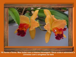 Há flores e flores. Mas todas com a mesma mensagem: Deus cuida e administra o Universo com a singeleza do belo.   