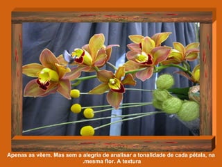 Apenas as vêem. Mas sem a alegria de analisar a tonalidade de cada pétala, na mesma flor. A textura.  