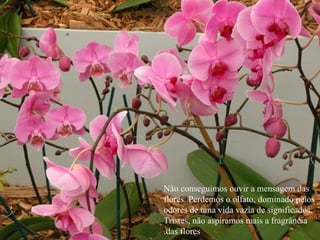 Não conseguimos ouvir a mensagem das flores. Perdemos o olfato, dominado pelos odores de uma vida vazia de significados. Tristes, não aspiramos mais a fragrância das flores. 