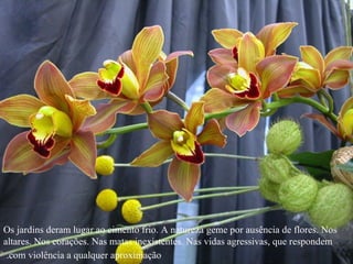 Os jardins deram lugar ao cimento frio. A natureza geme por ausência de flores. Nos altares. Nos corações. Nas matas inexistentes. Nas vidas agressivas, que respondem com violência a qualquer aproximação.   