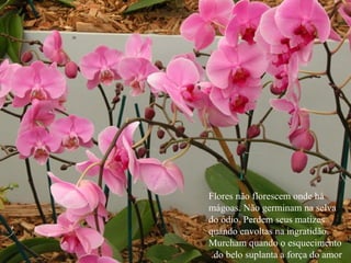 Flores não florescem onde há mágoas. Não germinam na selva do ódio. Perdem seus matizes quando envoltas na ingratidão. Murcham quando o esquecimento do belo suplanta a força do amor.  