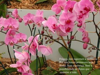 Frágeis, não suportam a violência. Por isso temos primavera sem flores. Sem esperança. Sem a possibilidade de frutos que mantém a vida. 