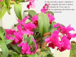 E nos convida a parar e admirar a criação singular que traz à alma a paz, a alegria de viver, que se renova na esperança dos frutos que as flores anunciam.  