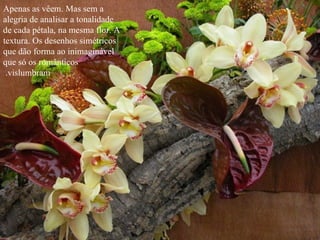 Apenas as vêem. Mas sem a alegria de analisar a tonalidade de cada pétala, na mesma flor. A textura. Os desenhos simétricos que dão forma ao inimaginável que só os românticos vislumbram.  