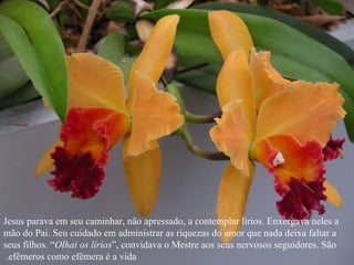 Jesus parava em seu caminhar, não apressado, a contemplar lírios. Enxergava neles a mão do Pai. Seu cuidado em administrar as riquezas do amor que nada deixa faltar a seus filhos. “ Olhai os lírios ”, convidava o Mestre aos seus nervosos seguidores. São efêmeros como efêmera é a vida.  