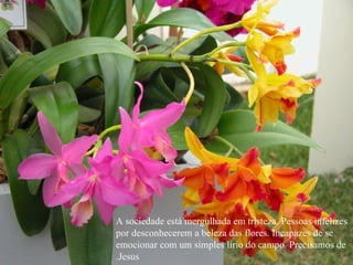 A sociedade está mergulhada em tristeza. Pessoas infelizes por desconhecerem a beleza das flores. Incapazes de se emocionar com um simples lírio do campo. Precisamos de Jesus. 