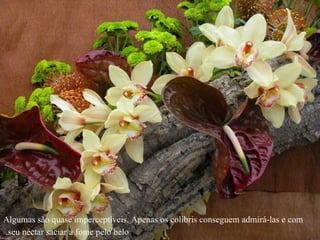 Algumas são quase imperceptíveis. Apenas os colibris conseguem admirá-las e com seu néctar saciar a fome pelo belo.   