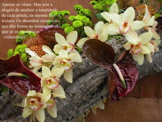 Apenas as vêem. Mas sem a alegria de analisar a tonalidade de cada pétala, na mesma flor. A textura. Os desenhos simétricos que dão forma ao inimaginável que só os românticos vislumbram.  