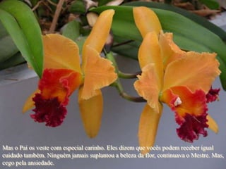 Mas o Pai os veste com especial carinho. Eles dizem que vocês podem receber igual
cuidado também. Ninguém jamais suplantou a beleza da flor, continuava o Mestre. Mas,
cego pela ansiedade.
 