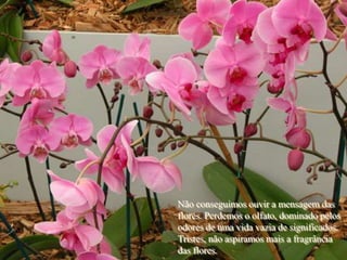 Não conseguimos ouvir a mensagem das
flores. Perdemos o olfato, dominado pelos
odores de uma vida vazia de significados.
Tristes, não aspiramos mais a fragrância
das flores.
 