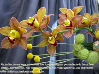 Os jardins deram lugar ao cimento frio. A natureza geme por ausência de flores. Nos
altares. Nos corações. Nas matas inexistentes. Nas vidas agressivas, que respondem
com violência a qualquer aproximação.
 