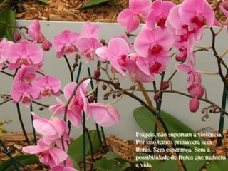 Frágeis, não suportam a violência.
Por isso temos primavera sem
flores. Sem esperança. Sem a
possibilidade de frutos que mantém
a vida.
 