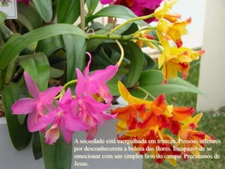 A sociedade está mergulhada em tristeza. Pessoas infelizes
por desconhecerem a beleza das flores. Incapazes de se
emocionar com um simples lírio do campo. Precisamos de
Jesus.
 