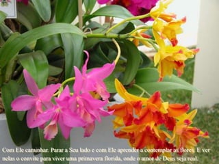 Com Ele caminhar. Parar a Seu lado e com Ele aprender a contemplar as flores. E ver
nelas o convite para viver uma primavera florida, onde o amor de Deus seja real.
 