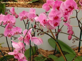 Apresentação por Renato Cardoso
 