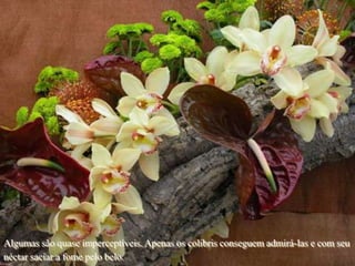 Algumas são quase imperceptíveis. Apenas os colibris conseguem admirá-las e com seu
néctar saciar a fome pelo belo.
 