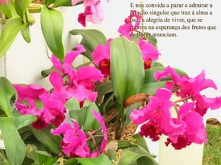 E nos convida a parar e admirar a
criação singular que traz à alma a
paz, a alegria de viver, que se
renova na esperança dos frutos que
as flores anunciam.
 