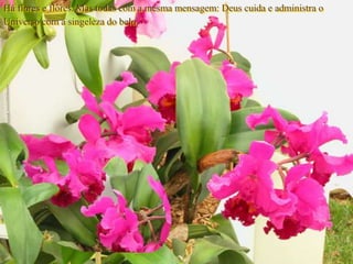 Há flores e flores. Mas todas com a mesma mensagem: Deus cuida e administra o
Universo com a singeleza do belo.
 